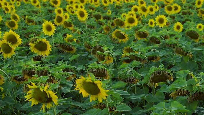 식물 계절 꽃잎 밭 농업 오렌지 자연 해바라기 씨앗 사람없음 야외 초록색 농작물 컬러풀 햇빛 농장 노란색 정원 맑음 일몰 활발 성장 벚꽃 시골 원형 수수께끼 개화 장면 내추럴 4K MP4 해외동영상 클립영상 도형 꽃 산업 컬러 컨셉 과일 날씨 태양 노을 생태계 동영상 파일형식