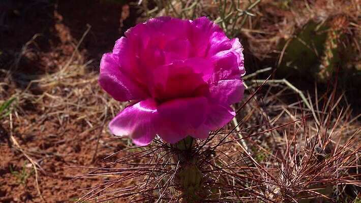 식물 꽃 컬러 과일 자연 선인장 풍경 사람없음 초록색 노란색 봄 사막 벚꽃 개화 가시 달콤 다육식물 숙성 4K MP4 해외동영상 클립영상 계절 맛 생태계 동영상 파일형식