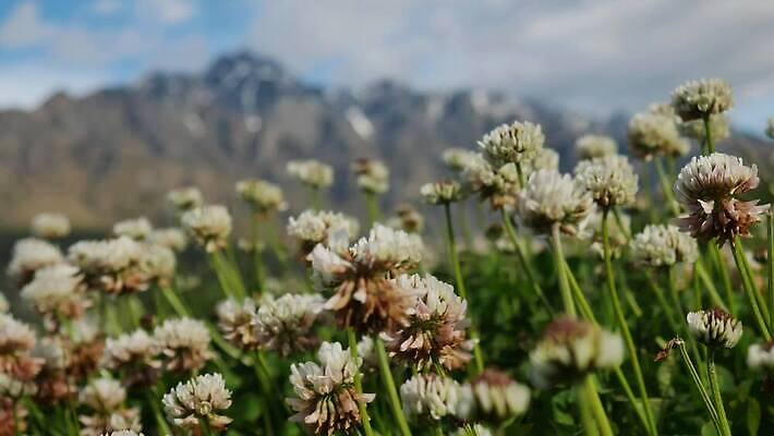 모양 식물 계절 공원 꽃 백그라운드 컨셉 잎 꽃무늬 밭 자연 휴가 풍경 잔디 초원 사람없음 야외 장식 가로 초록색 여름 환경 봄 성장 벚꽃 흰색 시골 축하 신선 클로버 땅 질감 내추럴 생태학 4K MOV 해외동영상 클립영상 공공시설 교육 컬러 무늬 농업 생태계 동영상 파일형식