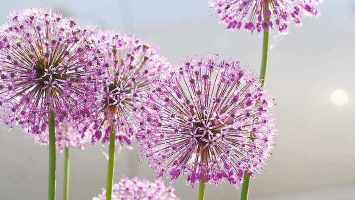 식물 꽃 백그라운드 자연 사람없음 야외 보라색 벌 4K MOV 해외동영상 클립영상 컬러 곤충 생태계 동영상 파일형식