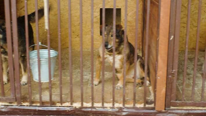 동물 자연 친절 주택 털 사랑 사람없음 야외 울타리 반려동물 갈색 우정 기쁨 만지기 기다림 구출 개 보호 꼬리 새장 송곳니 노숙자 4K MOV 해외동영상 클립영상 감정 컬러 컨셉 포유류 모션 건물 친구 담장 도움 치아 생태계 동영상 케이지 파일형식