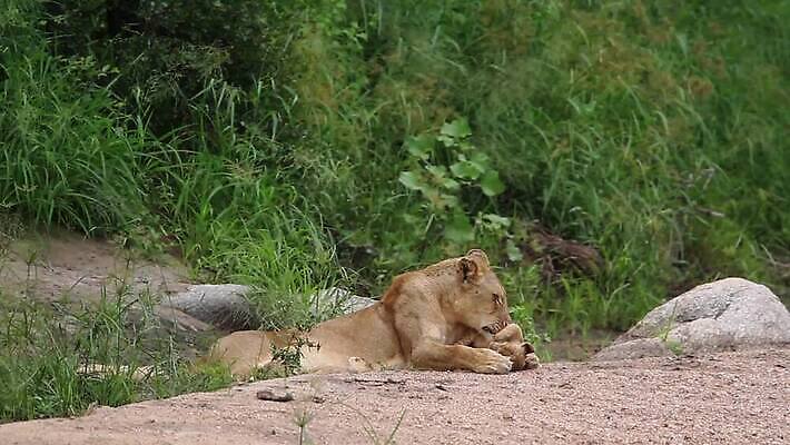 동물 여자 야생동물 새끼 포유류 아프리카 자연 엄마 국립공원 사람없음 야외 관광지 고양이 황무지 보호 결합 사자 사파리 육식동물 몸단장 남아프리카 보츠와나 보호구역 암사자 크루거 MOV 해외동영상 클립영상 멸종위기종 공원 나라 여행 컨셉 가족 사람 반려동물 암컷 생태계 동영상 남아프리카공화국 구역 파일형식