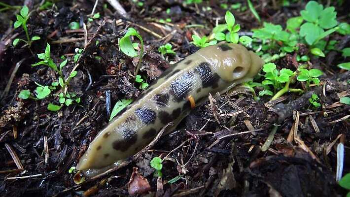 동물 공원 야생동물 올림픽 자연 사람없음 갈색 노란색 미국 숲 큼 열대우림 태평양 기어가기 민달팽이 워싱턴 전국 끈적임 4K MP4 해외동영상 클립영상 공공시설 스포츠 바다 컬러 북아메리카 모션 크기 생태계 동영상 파일형식 달팽이_동물