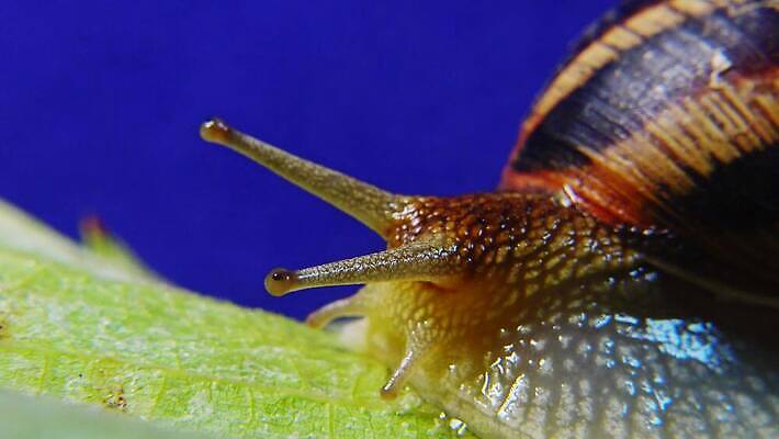 동물 야생동물 백그라운드 자연 연체동물 나선형 사람없음 야외 초록색 갈색 정원 젖음 껍질 덮기 느림 내추럴 기어가기 식용 끈적임 4K MP4 해외동영상 클립영상 컬러 무늬 모션 무척추동물 생태계 동영상 파일형식