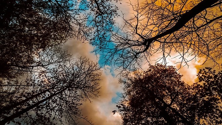 나무 식물 공원 자연 하늘 사람없음 야외 빛 태양 나뭇가지 숲 4K 타임랩스 MP4 해외동영상 클립영상 자연요소 공공시설 촬영기법 생태계 동영상 파일형식