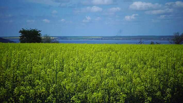 식물 구름 꽃 백그라운드 밭 농업 하늘 스웨덴 씨앗 풍경 사람없음 초록색 파란색 농장 노란색 환경 봄 에너지 시골 개화 기름 유채 생태계 땅바닥 밭일 카놀라 4K MP4 해외동영상 클립영상 자연요소 계절 산업 음식 컬러 바닥 북유럽 동영상 파일형식