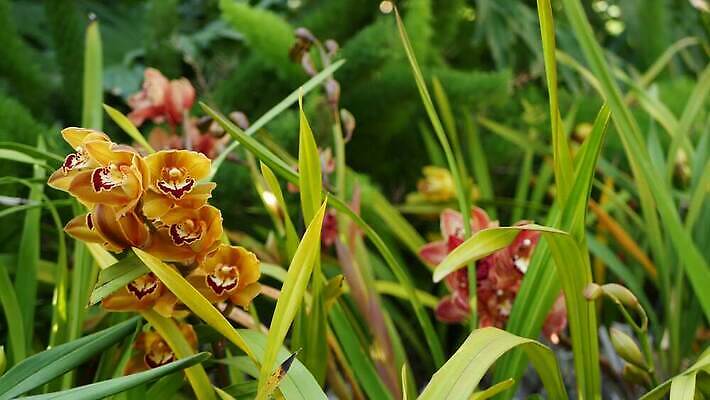 식물 꽃 화초 백그라운드 꽃무늬 아침 사람없음 장식 컬러풀 정원 봄 활발 낭만 벚꽃 신선 개화 난초 티켓 분위기 숲 열대우림 순수 화단 내추럴 강렬 삼림지대 아마존 이국적 카피스페이스 그리너리 세련 4K MP4 해외동영상 클립영상 주간 계절 컬러 컨셉 무늬 공백 동영상 파일형식 트랜드컬러