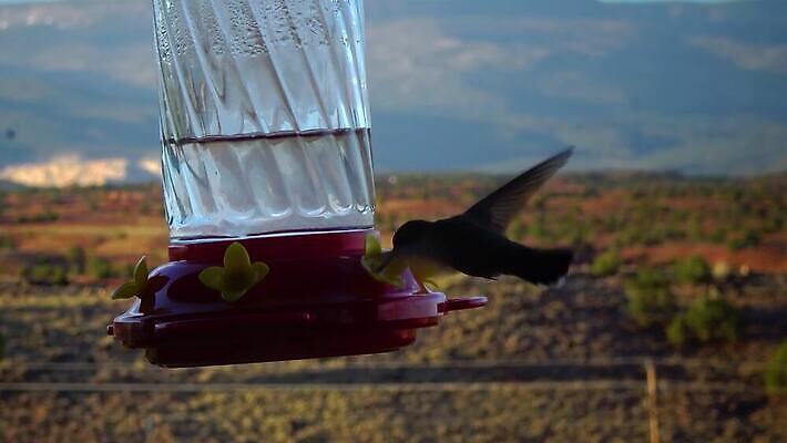 동물 꽃 야생동물 음식 컬러 백그라운드 날개 자연 조류 사람없음 초록색 파란색 컬러풀 뷰티 보라색 흰색 숲 작음 먹기 제비꽃 깃털 부리 꿀 고립 동물상 벌새 수유 4K MP4 해외동영상 클립영상 식물 모션 조형물 크기 생태계 동영상 파일형식