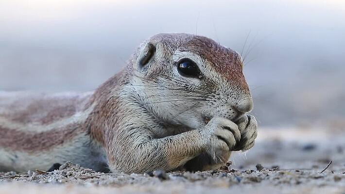 동물 야생동물 모래 포유류 모션 아프리카 자연 생물 앉기 사람없음 야외 사막 황무지 설치류 작음 먹이 배고픔 호기심 다람쥐 클립 동영상 남쪽 내추럴 경보 남아프리카 생태학 수유 칼라하리 HD MOV 해외동영상 클립영상 교육 감정 나라 컨셉 크기 방향 생태계 파일형식