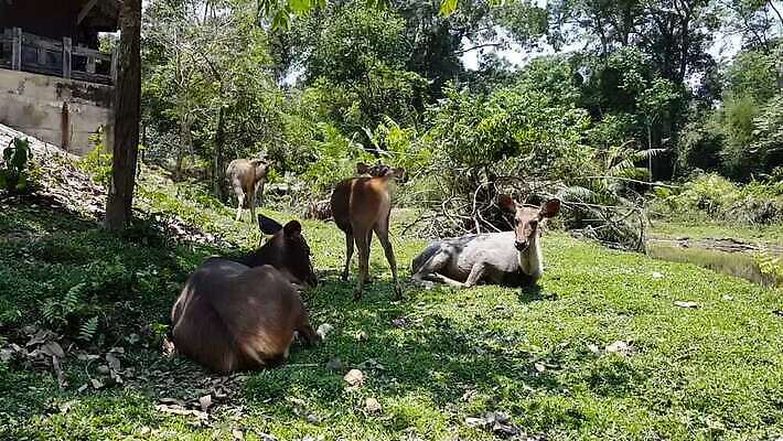 동물 여자 남자 야생동물 백그라운드 밭 포유류 자연 사람없음 초록색 갈색 흰색 아기 잠 그룹 먹기 아기사슴 암사슴 MOV 해외동영상 클립영상 새끼 컬러 농업 모션 사슴 사람 암컷 생태계 동영상 파일형식