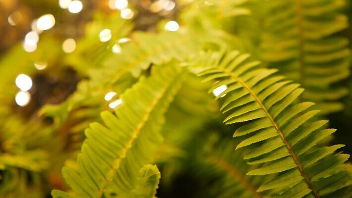 식물 계절 줄기 컬러 백그라운드 잎 패턴 자연 전등 사람없음 야외 초록색 빛 반짝임 뷰티 환경 봄 성장 나뭇가지 신선 숲 신비 열대우림 유기농 마법 내추럴 광 광합성 양치류 MOV 해외동영상 클립영상 나무 웰빙 컨셉 무늬 모션 조명 생태계 동영상 파일형식