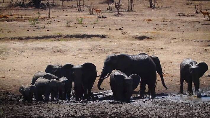 동물 야생동물 포유류 아프리카 자연 코끼리 수영장 국립공원 사람없음 관광지 연못 그룹 황무지 보호 사파리 남아프리카 보츠와나 보호구역 크루거 MOV 해외동영상 클립영상 멸종위기종 공원 나라 여행 컨셉 생태계 동영상 남아프리카공화국 구역 파일형식