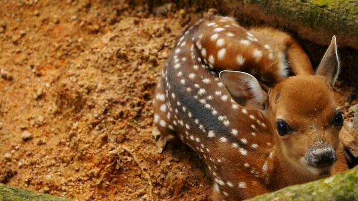 동물 공원 여자 남자 아시아 야생동물 밭 포유류 자연 초식동물 털 뿔 사람없음 야외 갈색 머리 환경 흰색 아기 점 황무지 숲 귀 뿌리 내추럴 동물상 아기사슴 암사슴 전국 MOV 해외동영상 클립영상 공공시설 나라 새끼 컬러 농업 사슴 사람 신체부위 조형물 암컷 생태계 동영상 파일형식