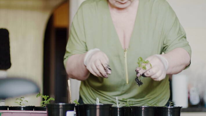 식물 손 계절 여자 꽃 농업 탁자 주택 실내 씨앗 한명 사람 성인 새싹 흙 봄 성장 잡기 냄비 플라스틱 뿌리기 허브 에코 유기농 원예 바쁨 팔 모종 바이오 밭일 심기 온실 원예사 파종 4K MOV 해외동영상 클립영상 직업 1 웰빙 산업 가구 모션 재질 취미 내부 건물 신체부위 환경 농사 솥 동영상 파일형식