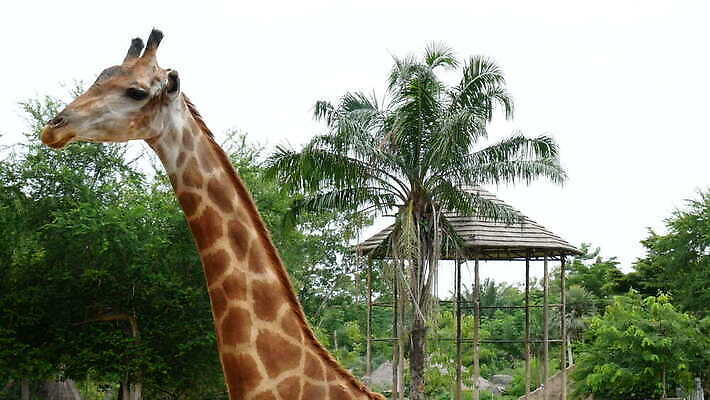 나무 동물 1 공원 야생동물 컬러 포유류 자연 열대 털 동물원 사람없음 야외 초록색 뷰티 머리 환경 봄 산책 나뭇가지 관찰 입 황무지 닫기 큼 기린 사파리 싱글 귀 목 내추럴 반추동물 4K MOV 해외동영상 클립영상 식물 계절 공공시설 모션 휴식 신체부위 크기 생태계 동영상 파일형식