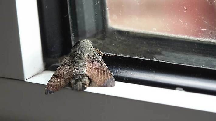 동물 옷 유럽 야생동물 나비 곤충 백그라운드 날개 가족 자연 영국 무척추동물 주택 사람없음 여름 갈색 손상 흰색 점 얼룩 해충 벌레 작음 실크 묘사 생태계 생물학 정사각형 변장 나방 내추럴 동물상 생태학 집시 트러블 4K MP4 해외동영상 클립영상 도형 계절 교육 나라 컬러 컨셉 관계 건물 조형물 직물 크기 동영상 파일형식