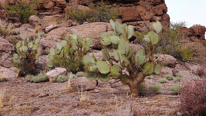 식물 꽃 분홍색 백그라운드 꽃무늬 과일 자연 날씨 선인장 건조 풍경 사람없음 초록색 여름 파란색 컬러풀 보라색 사막 뜨거움 가시 냄비 척추 내추럴 다육식물 4K MP4 해외동영상 클립영상 계절 컬러 무늬 뼈 솥 생태계 동영상 파일형식