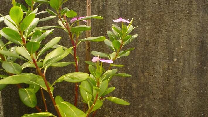 나무 식물 꽃잎 꽃 화분 백그라운드 잎 꽃무늬 자연 사람없음 빨간색 초록색 컬러풀 한개 햇빛 뷰티 환경 정원 맑음 봄 들꽃 성장 벚꽃 신선 난초 유기농 영원 카피스페이스 피튜니아 MOV 해외동영상 클립영상 1 웰빙 계절 컬러 무늬 날씨 태양 공백 생태계 동영상 파일형식