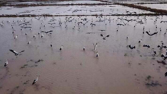 동물 백그라운드 농업 자연 조류 동양인 사람없음 초록색 글로벌 환경 시골 그룹 저녁 땅 철새 내추럴 논밭 동물상 생태학 황새 4K MP4 해외동영상 클립영상 교육 산업 컬러 밭 논 인종 조형물 야간 생태계 동영상 파일형식