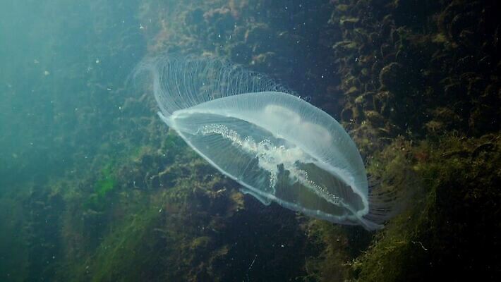동물 야생동물 바다 백그라운드 자연 생물 무척추동물 어류 사람없음 물 파란색 환경 바닷속 수중 수영 어둠 달 투명 지중해 생태계 생물학 젤리 해파리 광 깊이 생태학 소금물 4K 수중영상 MP4 해외동영상 클립영상 자연요소 교육 컬러 디저트 수중동물 수상스포츠 자포동물 동영상 파일형식