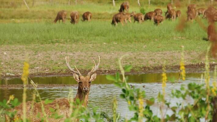 동물 계절 여자 야생동물 백그라운드 밭 농업 포유류 자연 산 뿔 동양인 사람없음 초록색 갈색 환경 정원 가축 봄 시골 황무지 선탠 군중 숲 방목 먹기 사냥 서식지 내추럴 동물상 아기사슴 찰과상 많음 4K MP4 해외동영상 클립영상 산업 새끼 컬러 컨셉 모션 사슴 사람 인종 조형물 축산업 상처 생태계 동영상 파일형식