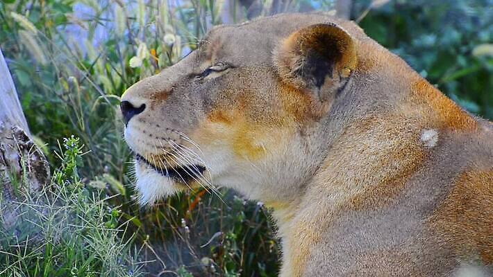 동물 야생동물 새끼 포유류 모션 자연 털 동물원 사랑 사람없음 고양이 힘 공연 분노 쌍 폭력 사자 대표 만족 열정 육식동물 짝짓기 연극 암사자 MOV 해외동영상 클립영상 감정 문화예술 이벤트 반려동물 암컷 사회이슈 생태계 동영상 파일형식