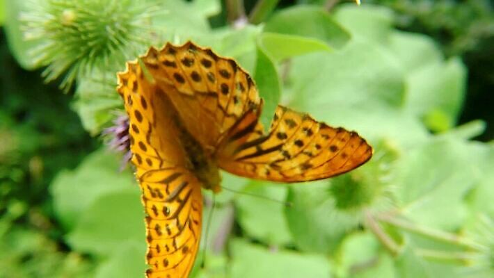 동물 꽃 야생동물 나비 곤충 백그라운드 날개 자연 바람 독일 사람없음 여름 환경 활발 꿀 엉겅퀴 라일락 동물상 HD MP4 해외동영상 클립영상 자연요소 식물 계절 유럽 컨셉 날씨 조형물 생태계 동영상 파일형식