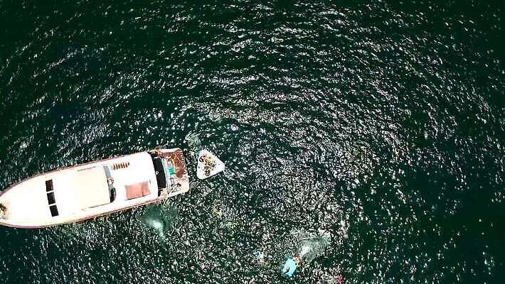 파도 바다 여행 요트 교통시설 모션 자연 휴가 항해 안테나 사람 사람없음 야외 물 여름 파란색 반사 맑음 점프 수영 흰색 만 보트 고급 크루즈 함선 모터 드론 뗏목 MP4 해외동영상 클립영상 자연요소 계절 교통수단 컬러 교통 컨셉 배_교통 통신 날씨 수상스포츠 시설 생태계 동영상 파일형식