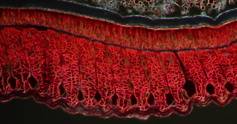 과학 이동 패턴 근육 세포 사람없음 빨간색 파란색 약 시험 성장 조직 확대 지원 4K 현미경관찰 MOV 해외동영상 클립영상 교육 컬러 컨셉 무늬 의학 관찰 동영상 파일형식
