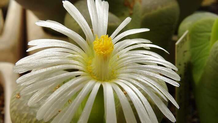 모양 식물 꽃잎 꽃 컬러 백그라운드 잎 패턴 자연 선인장 건조 사람없음 장식 초록색 컬러풀 사막 성장 조약돌 작음 수분 내추럴 나미비아 다육식물 4K MP4 해외동영상 클립영상 무늬 돌_바위 크기 생태계 동영상 남아프리카 파일형식