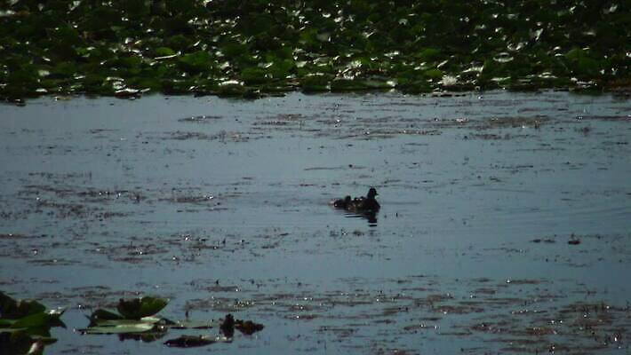 동물 유럽 호수 야생동물 바다 자연 조류 덴마크 사람없음 야외 빨간색 물 뷰티 반사 검은색 봄 잠수부 서식지 다뉴브강 동물상 4K MP4 해외동영상 클립영상 자연요소 계절 나라 컬러 북유럽 조형물 전문직 생태계 동영상 파일형식