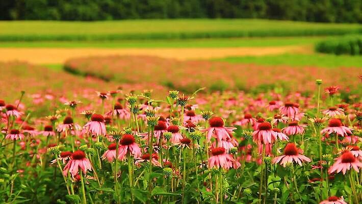 식물 꽃잎 꽃 분홍색 백그라운드 오렌지 자연 사람없음 빨간색 초록색 보라색 미국 봄 흰색 가시 닫기 약초 정상 허브 꿀 내추럴 고립 자연요법 혼자 MOV 해외동영상 클립영상 계절 컬러 북아메리카 과일 모션 풀_식물 생태계 동영상 파일형식