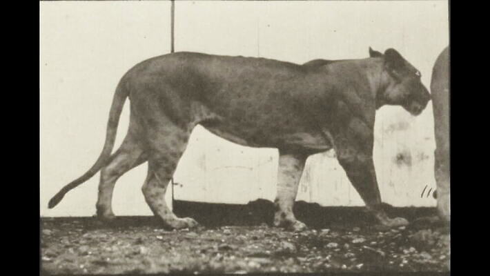 동물 여자 모션 흑백 사람없음 걷기 고양이 수확 클래식 사자 애니메이션 암사자 옛날 MOV 해외동영상 클립영상 컨셉 농업 포유류 촬영기법 사람 반려동물 암컷 동영상 파일형식