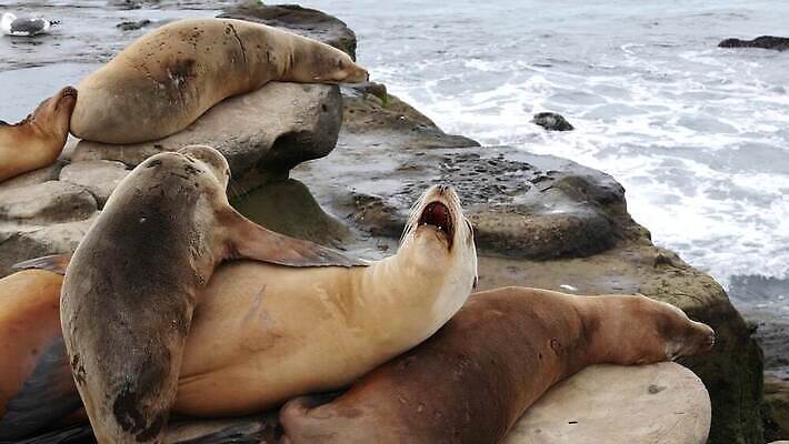 동물 새끼 바다 국립공원 종류 사람없음 눕기 미국 잠 황무지 군중 물개 환경보전 호기심 생물학 캘리포니아 서식지 송아지 기어가기 명승지 산티아고 식민지 많음 4K MP4 해외동영상 클립영상 멸종위기종 공원 교육 감정 컨셉 북아메리카 포유류 모션 사람 풍경 바다동물 소 사회이슈 동영상 파일형식