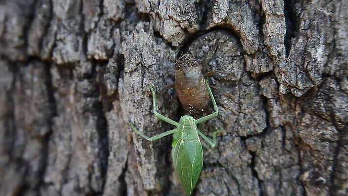 나무 동물 곤충 자연 사람없음 야외 초록색 벌레 애벌레 메뚜기 귀뚜라미 MOV 해외동영상 클립영상 식물 컬러 생태계 동영상 파일형식