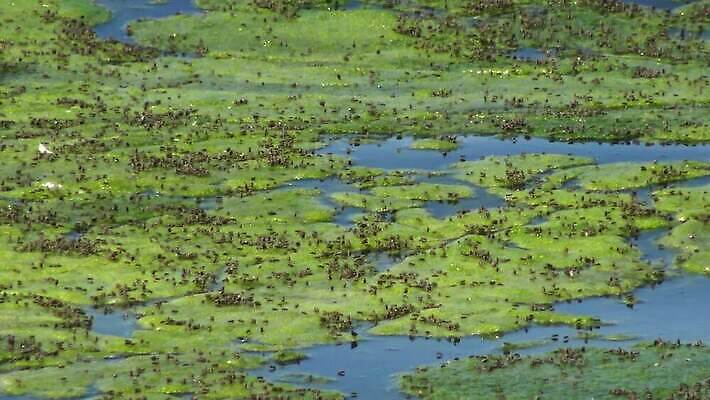 식물 바다 자연 사람없음 초록색 환경 바닷속 수중 해조류 생태계 광합성 산화 생태학 소금물 4K 수중영상 MP4 해외동영상 클립영상 교육 컬러 해양식물 동영상 파일형식
