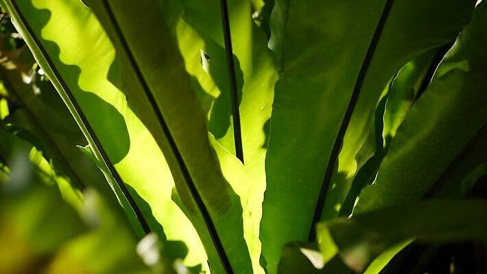 식물 백그라운드 단풍 잎 그림자 사람없음 장식 초록색 스파 어둠 활발 신선 티켓 분위기 닫기 숲 열대우림 상록수 내추럴 강렬 블러 아마존 양치류 이국적 카피스페이스 그리너리 4K MP4 해외동영상 클립영상 컬러 컨셉 모션 공백 동영상 파일형식 트랜드컬러