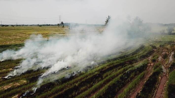 식물 계절 아시아 백그라운드 자연 지팡이 건조 동양인 풍경 사람없음 야외 초록색 여름 농작물 글로벌 농장 농경지 갈색 환경 수확 가을 시골 뜨거움 잡초 오염 분위기 연기 위험 땅 지역 밀짚 내추럴 논밭 밭일 재앙 화상 4K MOV 해외동영상 클립영상 나라 컬러 컨셉 밭 농업 논 인종 짚 상처 생태계 동영상 파일형식
