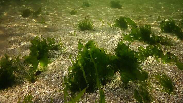 식물 바다 자연 사람없음 초록색 환경 바닷속 수중 해조류 생태계 생물학 광합성 산화 생태학 소금물 4K 수중영상 MP4 해외동영상 클립영상 교육 컬러 해양식물 동영상 파일형식