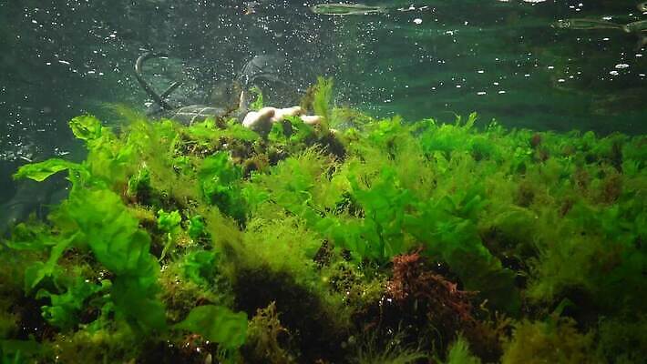 식물 동물 야생동물 바다 포유류 자연 낚시 무척추동물 어류 사람없음 환경 바닷속 수중 수중동물 해조류 생태계 광합성 동물상 산화 생태학 4K 수중영상 MP4 해외동영상 클립영상 교육 레저 조형물 해양식물 동영상 파일형식