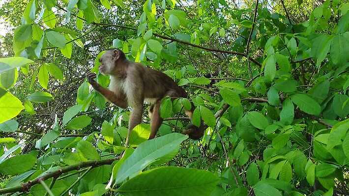 나무 동물 1 응시 공원 여자 얼굴 야생동물 포유류 자연 생물 털 사람없음 초록색 갈색 노란색 검은색 미국 나뭇가지 원숭이 표현 숲 작음 열대우림 먹기 호기심 코 꼬리 멸종 브라질 주둥이 남쪽 아마존 이국적 전국 총구 4K MOV 해외동영상 클립영상 식물 시선 공공시설 감정 컬러 컨셉 북아메리카 모션 사람 신체부위 남아메리카 크기 방향 생태계 동영상 파일형식