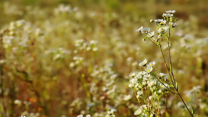 식물 계절 꽃 잎 꽃무늬 밭 자연 풍경 잔디 초원 사람없음 초록색 햇빛 태양 농장 노란색 흰색 신선 땅 허브 언덕 데이지 내추럴 생태학 캐모마일 파라다이스 MOV 해외동영상 클립영상 자연요소 교육 컬러 무늬 농업 생태계 동영상 파일형식