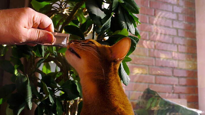 동물 디자인 얼굴 음식 컬러 백그라운드 자연 털 건강 갈색 고양이 흰색 황금 수프 핥기 먹기 크림 튜브 내추럴 수유 4K MOV 해외동영상 클립영상 포유류 모션 신체부위 반려동물 생태계 동영상 파일형식