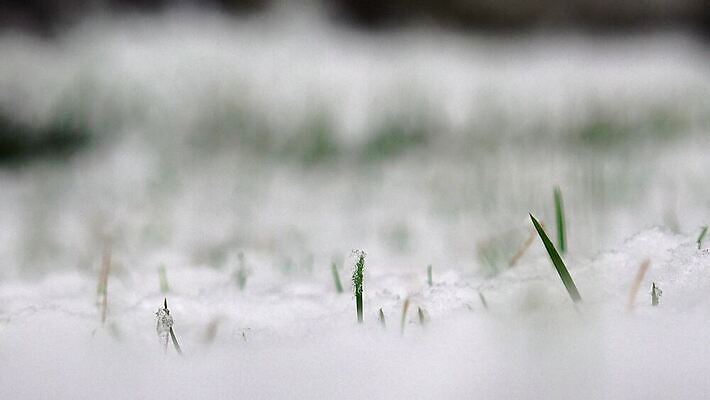 식물 계절 컬러 조각 백그라운드 컨셉 잎 겨울 자연 바람 새로움 풍경 사람없음 야외 초록색 얼음 봄 활발 추위 성장 흰색 시골 신선 떨어짐 서리 내추럴 패닝샷 헌병 눈내림 전경 4K MP4 해외동영상 클립영상 자연요소 날씨 눈_날씨 촬영기법 군인 생태계 동영상 파일형식 탑뷰