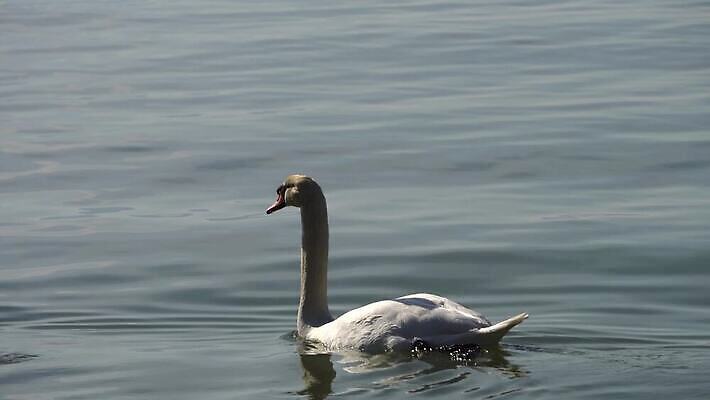 동물 호수 얼굴 바다 컬러 백그라운드 자연 조류 표면 사랑 사람없음 파란색 빛 강 놀람 거울 낭만 연못 우아함 깃털 싱글 백조 내추럴 동물상 벙어리 4K MP4 해외동영상 클립영상 감정 컨셉 표정 신체부위 조형물 생태계 동영상 파일형식