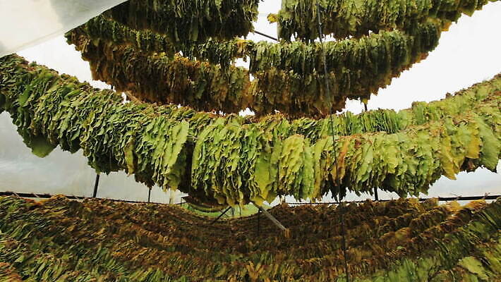 식물 산업 잎 패턴 농업 자연 건조 담배 매달리기 사람없음 초록색 농작물 농장 농경지 갈색 노란색 정원 농사 수확 시골 신선 연기 허브 유기농 내추럴 니코틴 밭일 많음 MOV 해외동영상 클립영상 웰빙 컬러 컨셉 무늬 모션 생태계 동영상 파일형식