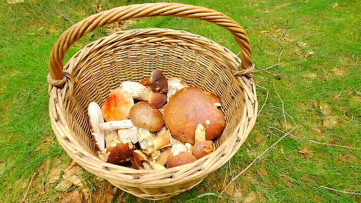 식물 손 유럽 음식 다이어트 건강 요리 사람없음 갈색 식사 버섯 봄 줄무늬 성장 가을 신선 숲 검색 발견 곰팡이 그물버섯 숙성 식용 캡모자 4K MOV 해외동영상 클립영상 모자_잡화 계절 나라 컬러 무늬 신체부위 동영상 파일형식