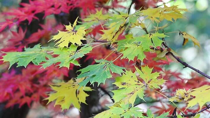 나무 계절 공원 컬러 백그라운드 단풍 낙엽 잎 자연 날리기 바람 날씨 종류 사람없음 빨간색 초록색 빛 뷰티 정원 나뭇가지 땅 적갈색 MOV 해외동영상 클립영상 자연요소 식물 공공시설 모션 갈색 생태계 동영상 파일형식