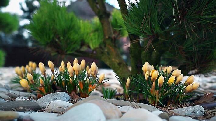 식물 계절 꽃 바다 컬러 꽃다발 백그라운드 잎 꽃무늬 밭 자연 사람없음 초록색 컬러풀 노란색 봄 안개 조약돌 흰색 신선 개화 그룹 닫기 숲 작음 4월 속도 내추럴 사방 헌병 MOV 해외동영상 클립영상 무늬 농업 모션 날씨 군인 돌_바위 날짜 크기 생태계 동영상 파일형식