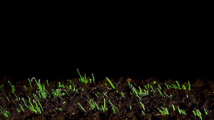 식물 지구 음식 줄기 잎 밭 농업 채소 자연 양파 건강 마늘 사람없음 초록색 농작물 농장 새싹 정원 어둠 봄 활발 성장 시간 칼날 작음 땅 만취 유기농 뿌리 먼지 부추 국산 고립 땅바닥 생태학 샬롯 세련 4K 타임랩스 MP4 해외동영상 클립영상 웰빙 계절 교육 산업 컬러 컨셉 바닥 촬영기법 크기 생태계 동영상 술취함 파일형식